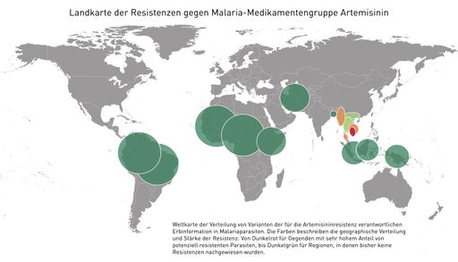  Weltweite Landkarte der Resistenzen gegen
Malaria-Medikamentengruppe Artemisinin erstellt. Die Grafik zeigt
die Verteilung der Resistenzen gegen Artemisinin auf der Welt.
„Dunkelgrün“ bedeutet, dass faktisch alle Parasiten "normal" (und
somit nicht resistent gegenüber Artemisininen) sind, rot (primär in
SO-Asien), dass ein sehr hoher Prozentsatz eine Mutation (so
genannte K13-Polymorphismen) trägt, die mit Artemisininresistenz
verbunden ist.