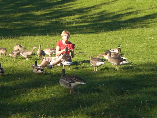  Tierschützerin Margret Sapinsky und "ihre" Graugänse an der Ybbs
bei Winklarn