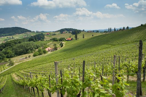 Weingarten in der Steiermark