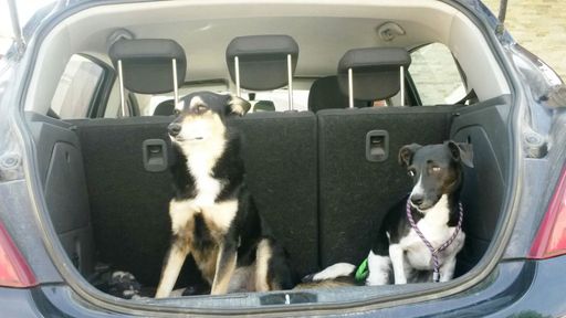 Ungesicherte Hunde im Auto