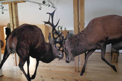 Vorschau Bild von Neue Erlebnisausstellung zum 35-Jahr-Jubiläum: „Wilde Nockberge“
an der Nockalmstraße - im Bild die Ausstellung in der Pfandlhütte