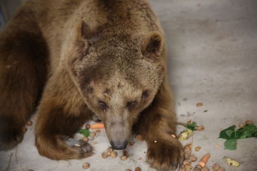  Bär Baloo nach seiner Rettung
