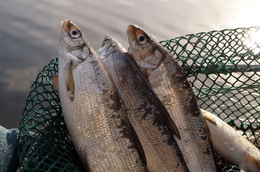 Vorschau Bild von Erlesene Gerichte, bei denen der frische, wilde Fisch aus dem
Millstätter See die Hauptrolle spielt, servieren die Reinankenwirte
bei der Fischer-Tafel.