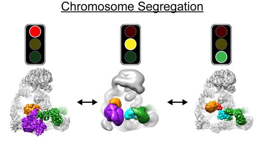 Struktur des APC/C-Moleküls in drei
unterschiedlichen Zuständen: links ausgeschaltet, bevor die Zellen
zur Chromosomen-Aufteilung bereit sind; Mitte im Einschalten
begriffen; rechts aktiv, um die Zellteilung einzuleiten.