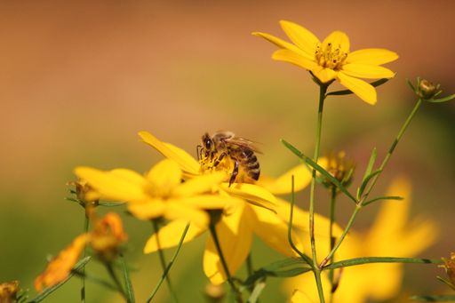 Biene im Sigmundsgarten der Tierwelt Herberstein
