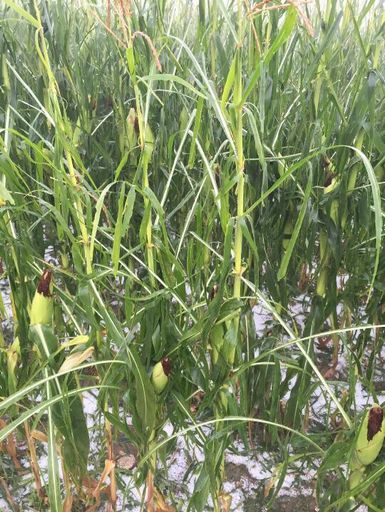 Hagel an Mais, Bildein, Burgenland, 15.08.2016