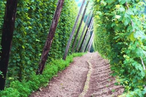 Vorschau Bild von Brau Union Österreich: Österreich ist ein Hopfenland