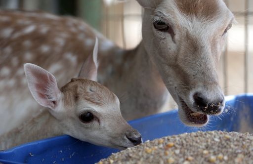 Das Dammhirsch-Baby mit seiner Mutter