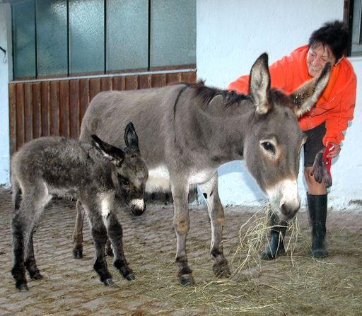 Heute Nacht neugeborenes Eselfohlen "Antonia" mit Mutter Anna und
Tierpflegerin Sabine am Gnadenhof Esternberg