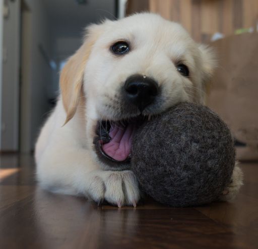 Vorschau Bild von Der Familienhund - Valerie - testet alle Spielzeuge auf "Herz und
Nieren".