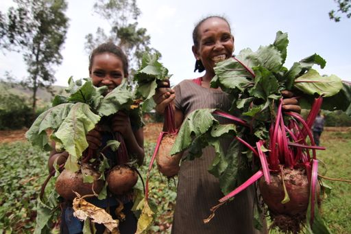 Gemüsesorten wie rote Rüben, Mangold oder Karotten
sind oft neu für die Bewohner des äthiopischen Hochlandes. Neues
Saatgut und ein landwirtschaftlicher Kurs helfen Familien, ihre
Kinder gut zu ernähren und ein kleines Einkommen zu erwirtschaften.