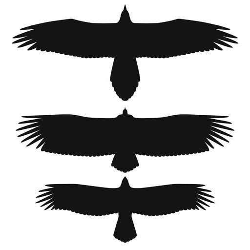  Die Silhouetten der Greifvögel als
Sichtungshilfe. von oben: Bartgeier, Gänsegeier und Steinadler.