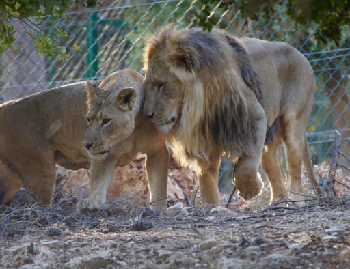 Simba begrüßt Luna im neuen Zuhause, dem
Wildtierschutzzentrum Al Ma'wa