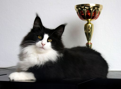  Nur wenn eine Katze dem Rassestandard entspricht
und sie sich noch dazu vorteilhaft präsentiert, ist ein begehrter
Titel oder Pokal in Reichweite.