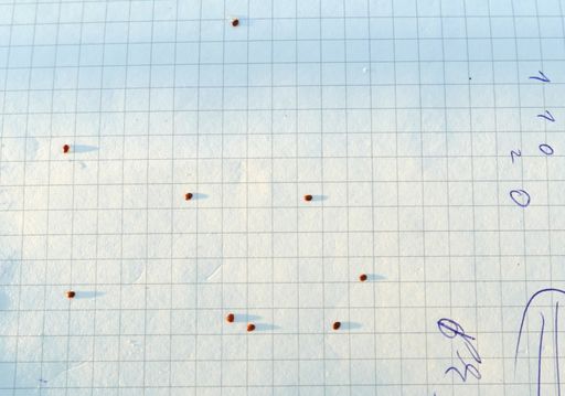 Vorschau Bild von Varroa-Milben - Raster 5x5mm. Gut zu sehen, dass die Varroamilbe
gute 2mm Durchmesser hat. Überträgt man das Verhältnis Biene -
Varroamilbe auf den Menschen, würde dies ca. einer "Zecke" so groß
wie ein Rucksack entsprechen.