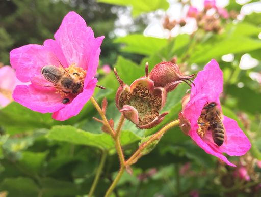 Vorschau Bild von Bienen beim Sammeln von Pollen