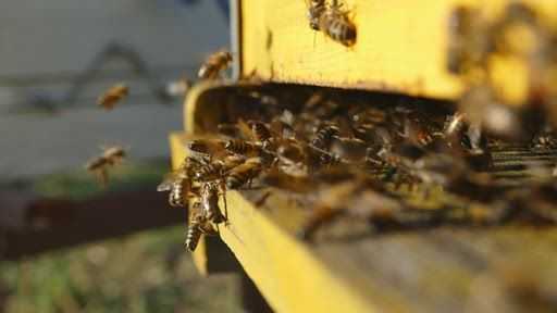 Gesunde Bienen bei der Arbeit.