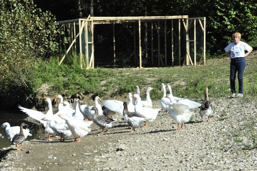  "Gänsemutter" Margret Sapinsky und ihre Schützlinge
an der Ybbs, vor der Voliere zum Anfüttern