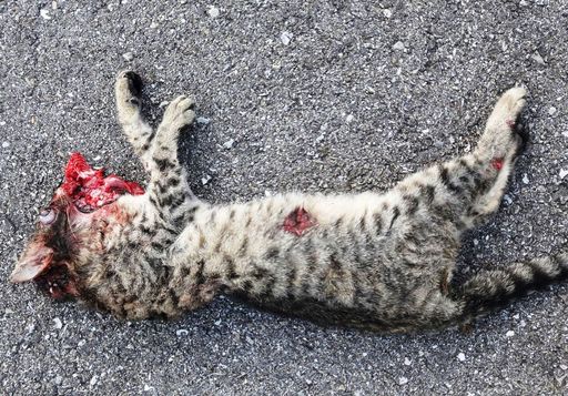 PFOTENHILFE nach grauenvollem Unfall: Katzenhaltung
an Durchzugsstraßen verantwortungslos