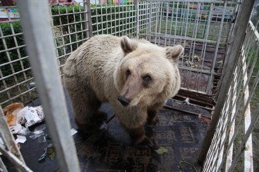  Bärin Luna musste ihr Leben bislang in einem
winzigen Käfig in einem Vergnügungspark verbringen.