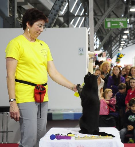 Vorschau Bild von Kater Filou aus Berlin zeigt, dass Katzen sehr gelehrig sind und
ihnen Beschäftigung viel Spaß macht