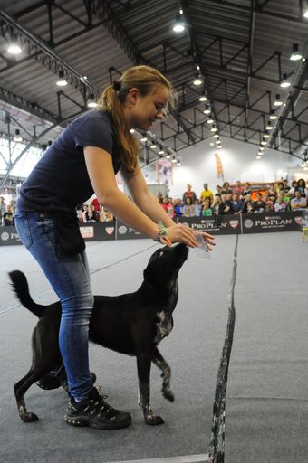 Vorschau Bild von Kleine Kunststücke gilt es bei Wiens next Top Dog vorzuführen.
Für besonders charmante Teams gibt es kleine Preise.