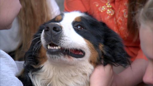 "Die Wollnys - Eine schrecklich große Familie!":
Der Wollny-Familienhund "Littlefoot" Sendetermin, 07.12.2016 um
20:15 Uhr bei RTL II - Recht zum Abdruck/Darstellung
zeitlich/sachlich beschränkt auf die Bewerbung der Sendung