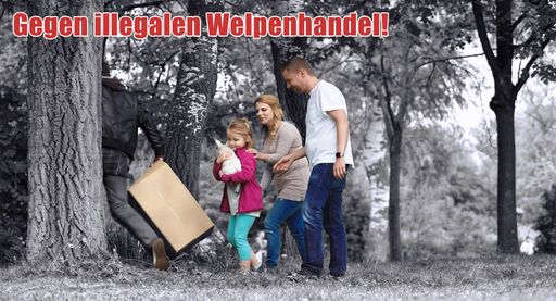 Screenshot / Frame vom TV-Spot "Gegen den illegalen Welpenhandel"