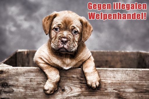 Vorschau Bild von Welpe in Holzkiste - Gegen den illegalen Welpenhandel.