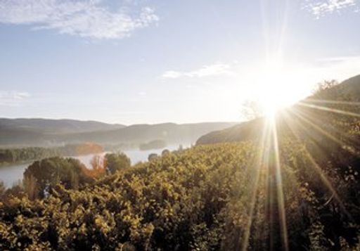 Das Bild zeigt einen Weingarten in Österreich