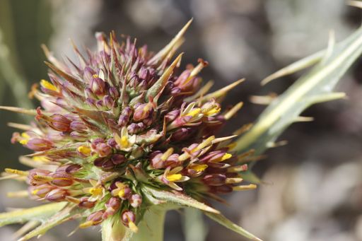 Vorschau Bild von Gundelia tehranica