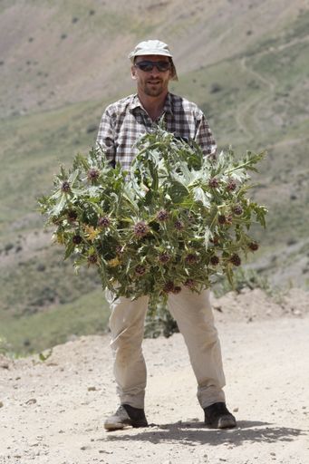 Vorschau Bild von Gundelia rosea