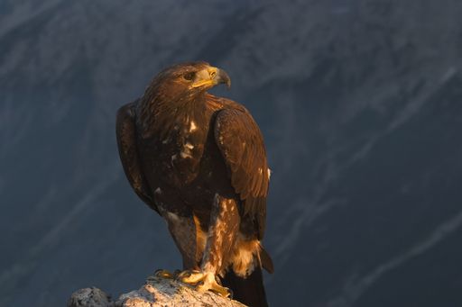  42 Adlerpaare haben ihr Revier im Nationalpark Hohe Tauern.