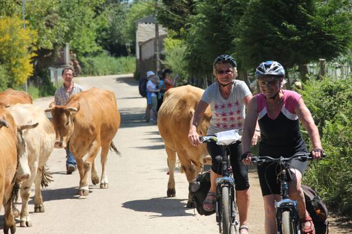 Vorschau Bild von Radfahrer und Kühe auf dem Jakobsweg