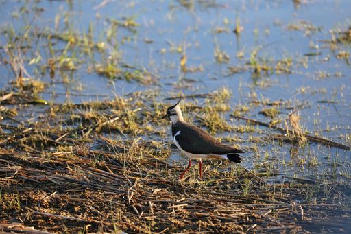  Mit dem Kiebitz ist der erste Zugvogel im Seewinkel eingetroffen
