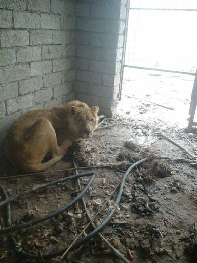  Der zerstörte Zoo in Mosul hat zwei Überlebende