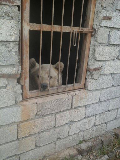 Vorschau Bild von Bärin überlebt den IS in Mosul