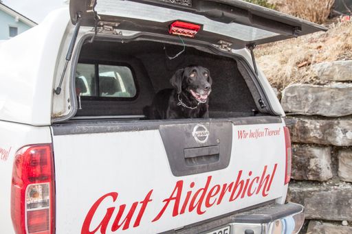 Vorschau Bild von Aufbruch in Neros zukünftige Heimat Gut Aiderbichl
Deggendorf