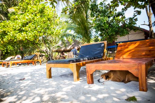  In Thailand gibt es extrem viele streunende Hunde