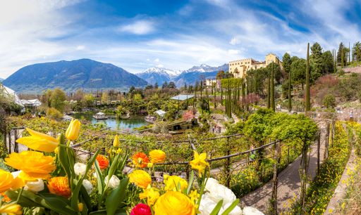 Hunderttausende Tulpen bringen den Frühling in die
Gärten
