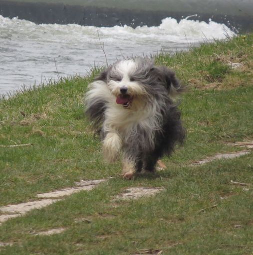 Bei langhaarigen Hunden ist die richtige Fellpflege
besonders wichtig