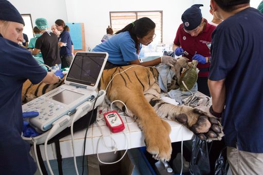 Johanna Painer, Tierärztin der
Veterinärmedizinischen Universität Wien, mit ihrem Team im Einsatz
für VIER PFOTEN