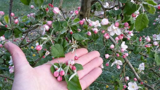 durch Frost abgefallene Apfelblüten/Bezirk Weiz