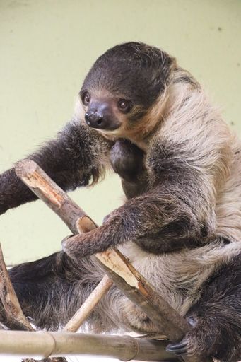 Vorschau Bild von Faultier-Dame Speedy mit Baby im Südamerikahaus
