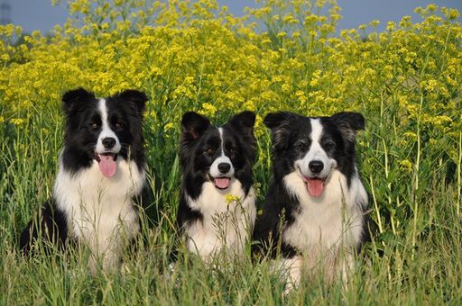  Border Collie Gruppe im Frühling