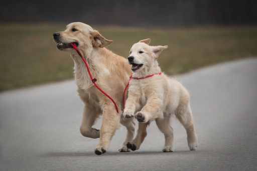 "Leinen los!" für die Internationale Doppel CACIB
Rassehundeausstellung am 10. und 11. Juni 2017 am Messegelände
Klagenfurt