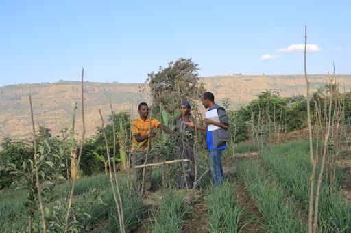 „Hilfe zur Selbsthilfe“ kommt an und wirkt
langfristig: Mit Unterstützung der äthiopischen Mitarbeiter lernen
die Bauern in den Projektregionen von Menschen für Menschen
beispielsweise bessere Anbau- und Bewässerungstechniken kennen.