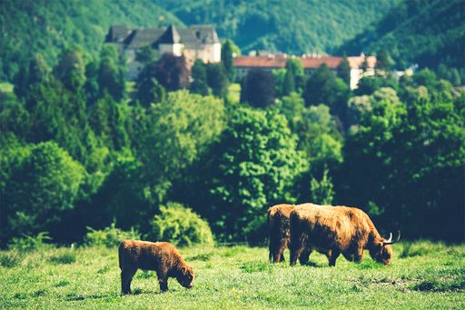 Vorschau Bild von Seltene Hochlandrinder beweiden die 20 Hektar
wertvoller Flächen