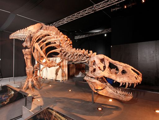  Original T. rex Skelett in Salzburg