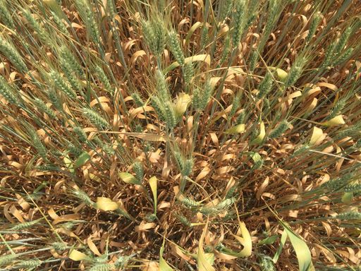 Dürreschäden an Winterweizen - vertrockneten Blätter mit der noch
grünen Ähre